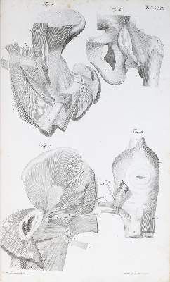 Große Abbildung Nr.5: 141-1651 Loder,J.C.: (Medizin, Anatomie)