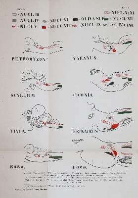 Große Abbildung Nr.4: 141-1666 Droogleever Fortuyn,A.B. u. C.U.Ariens Kappers.: (Medizin)