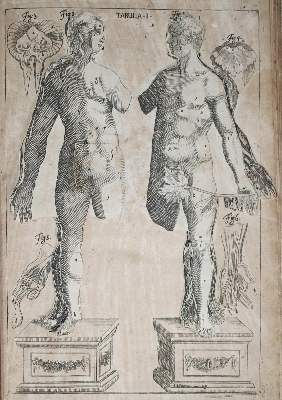 Große Abbildung Nr.2: 141-1678 Hellwig,L.C.: (Medizin)