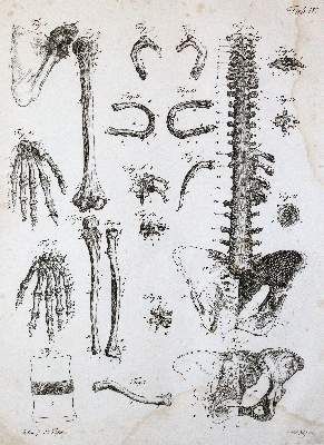 Große Abbildung Nr.3: 141-1682 Kulmus,J.A.: (Medizin)