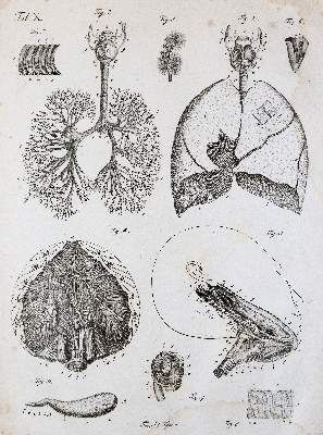 Große Abbildung Nr.5: 141-1682 Kulmus,J.A.: (Medizin)