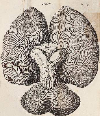 Große Abbildung Nr.3: 141-1715 Willis,T.: (Medizin)