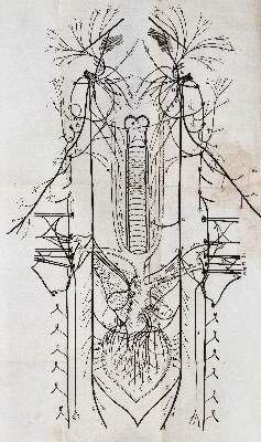 Große Abbildung Nr.4: 141-1715 Willis,T.: (Medizin)