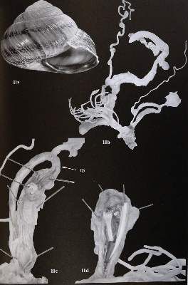 Große Abbildung Nr.3: 141-1716 Archiv für Molluskenkunde.: (Zoologie)