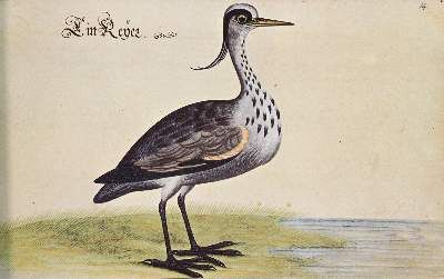Große Abbildung Nr.3: 141-1717 Baldner,L.: (Zoologie)