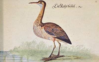 Große Abbildung Nr.4: 141-1717 Baldner,L.: (Zoologie)