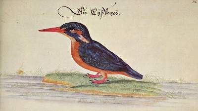Große Abbildung Nr.5: 141-1717 Baldner,L.: (Zoologie)