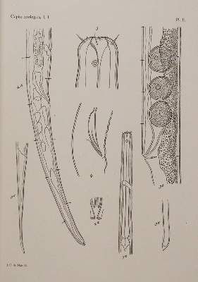 Große Abbildung Nr.2: 141-1718 Beaufort,L.F.de. u.a.: (Zoologie)