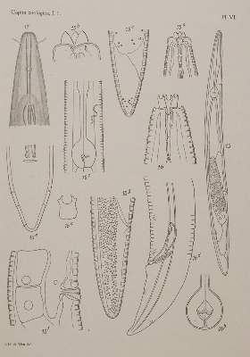 Große Abbildung Nr.3: 141-1718 Beaufort,L.F.de. u.a.: (Zoologie)