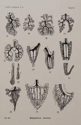 Große Abbildung Nr.4: 141-1718 Beaufort,L.F.de. u.a.: (Zoologie)