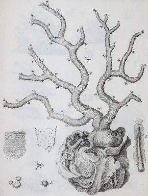 Große Abbildung Nr.2: 141-1721 Cavolini,F.: (Zoologie)