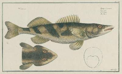 Große Abbildung Nr.1: 141-1723 Bloch,M.E.: (Zoologie, Fische)