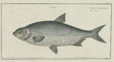 Große Abbildung Nr.2: 141-1723 Bloch,M.E.: (Zoologie, Fische)