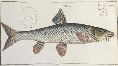 Große Abbildung Nr.5: 141-1724 Bloch,M.E.: (Zoologie, Fische)