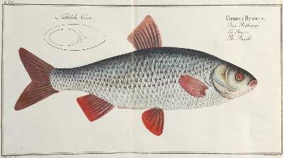 Große Abbildung Nr.6: 141-1724 Bloch,M.E.: (Zoologie, Fische)