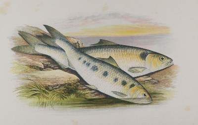 Große Abbildung Nr.2: 141-1725 Houghton,W.: (Zoologie, Fische)