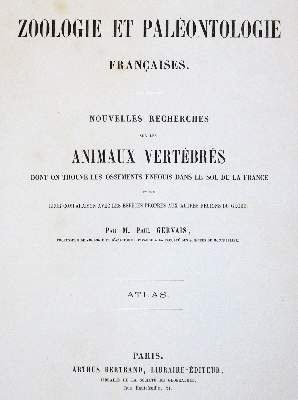 Große Abbildung Nr.1: 141-1727 Gervais,(F.L.)P.: (Zoologie)