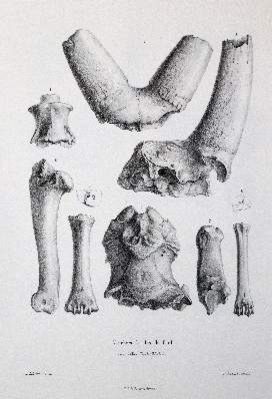 Große Abbildung Nr.2: 141-1727 Gervais,(F.L.)P.: (Zoologie)