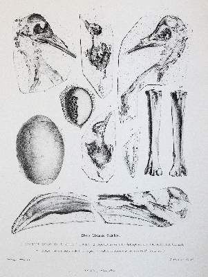 Große Abbildung Nr.5: 141-1727 Gervais,(F.L.)P.: (Zoologie)
