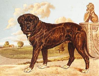 Große Abbildung Nr.5: 141-1730 Shaw, Vero.: (Zoologie, Hunde)