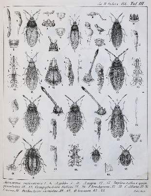 Große Abbildung Nr.2: 141-1731 Fieber,F.X.: (Zoologie, Insekten)