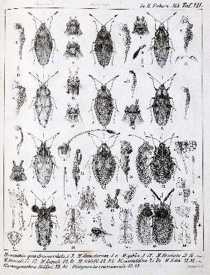 Große Abbildung Nr.3: 141-1731 Fieber,F.X.: (Zoologie, Insekten)