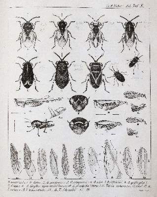 Große Abbildung Nr.4: 141-1731 Fieber,F.X.: (Zoologie, Insekten)