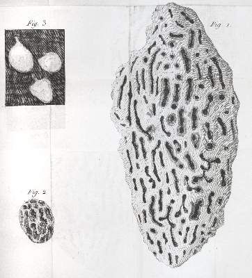 Große Abbildung Nr.4: 141-1733 Smeathman,H.: (Zoologie, Insekten, Termiten)