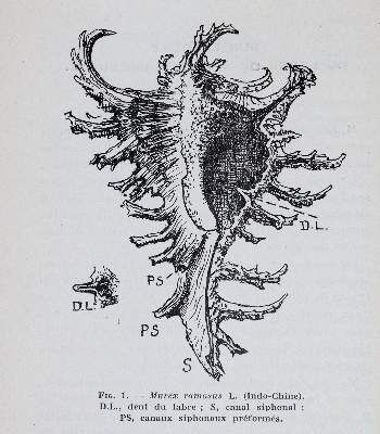 Große Abbildung Nr.2: 141-1734 Journal de Conchyliologie.: (Zoologie)
