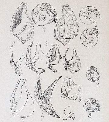 Große Abbildung Nr.3: 141-1734 Journal de Conchyliologie.: (Zoologie)