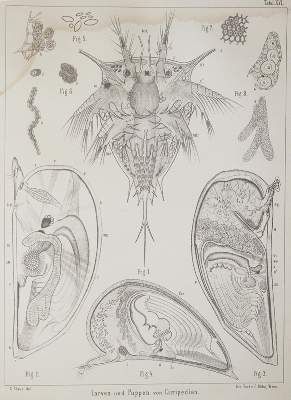 Große Abbildung Nr.1: 141-1736 Claus,C.: (Zoologie, Krebse)