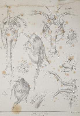 Große Abbildung Nr.2: 141-1736 Claus,C.: (Zoologie, Krebse)