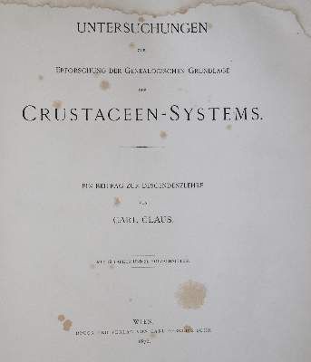Große Abbildung Nr.3: 141-1736 Claus,C.: (Zoologie, Krebse)