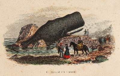 Große Abbildung Nr.2: 141-1738 Lacépède,B.G.E.de.: (Zoologie)