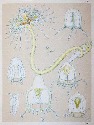 Große Abbildung Nr.2: 141-1740 Mayer,A.G.: (Zoologie)