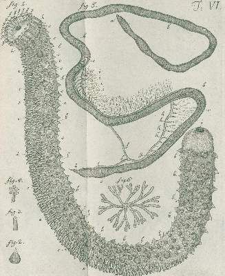 Große Abbildung Nr.2: 141-1741 Leske,N.G.: (Zoologie, Meerestiere)