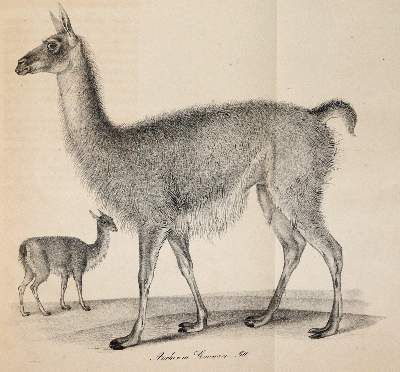 Große Abbildung Nr.2: 141-1742 (Meyen,F.J.F.: (Zoologie)
