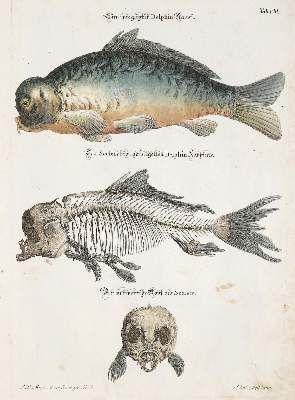 Große Abbildung Nr.3: 141-1743 Meyer,J.D.: (Zoologie)
