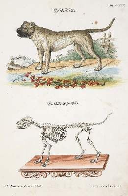 Große Abbildung Nr.4: 141-1743 Meyer,J.D.: (Zoologie)