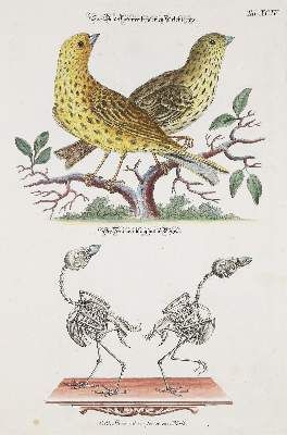 Große Abbildung Nr.5: 141-1743 Meyer,J.D.: (Zoologie)