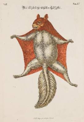 Große Abbildung Nr.7: 141-1743 Meyer,J.D.: (Zoologie)