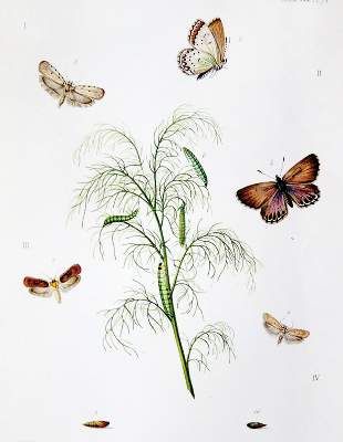 Große Abbildung Nr.3: 141-1744 Milliere,P.: (Zoologie)