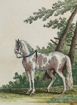 Große Abbildung Nr.10: 141-1746 Ridinger,J.E.: (Zoologie, Pferde)