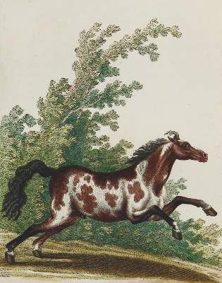 Große Abbildung Nr.14: 141-1746 Ridinger,J.E.: (Zoologie, Pferde)