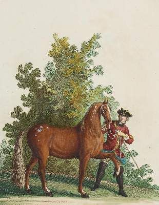 Große Abbildung Nr.4: 141-1746 Ridinger,J.E.: (Zoologie, Pferde)
