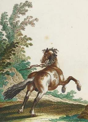 Große Abbildung Nr.8: 141-1746 Ridinger,J.E.: (Zoologie, Pferde)