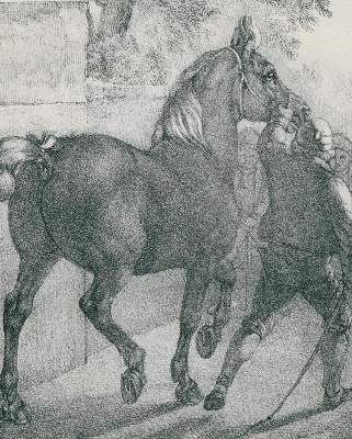 Große Abbildung Nr.3: 141-1748 Volmar, Joseph Simon: (Zoologie, Pferde)
