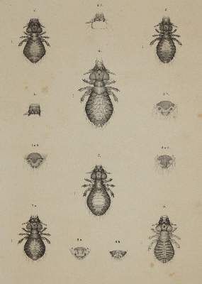 Große Abbildung Nr.2: 141-1749 Piaget,E.: (Zoologie)