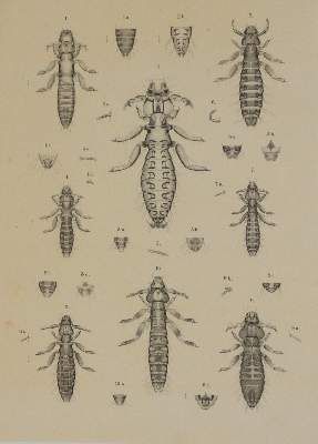 Große Abbildung Nr.3: 141-1749 Piaget,E.: (Zoologie)