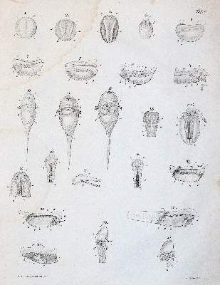 Große Abbildung Nr.2: 141-1751 Reichert,K.B.: (Zoologie)
